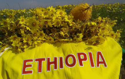 Arrangement pour le nouvel-an éthiopien avec des fleurs d&#039;&quot;adey abeba&quot; / ©Tewodros Kassa, CC BY-SA 4.0 Wikimedia Commons