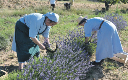 Les sœurs dominicaines du monastère de Taulignan (Gard) partagent avec leurs hôtes la connaissance des plantes aromatiques et la théologie de la Création. / ©Christine Kristof